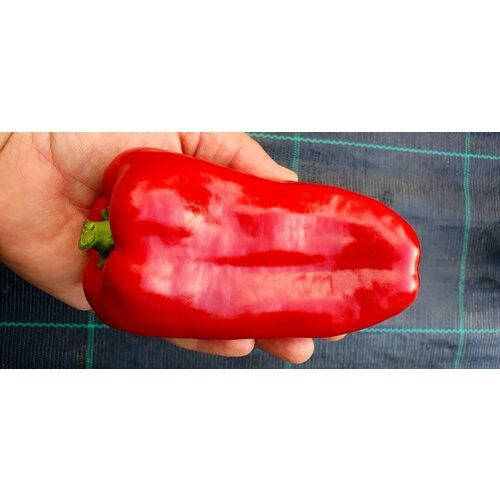 ������ ������ ������ ����� ������� �������� ������ (Marinkin Tongue) / Seeds And Goods / � �������� zip-lock ��� ���������� 15 ����� ����