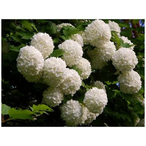 ������ ������ ������� ������ ��������� ����