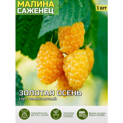 ������ ������ ������ ������� ����� ������� ��� ����