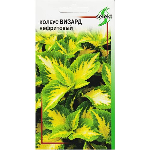 ������ ������ ������ ������, ����������, 15 ����� ����