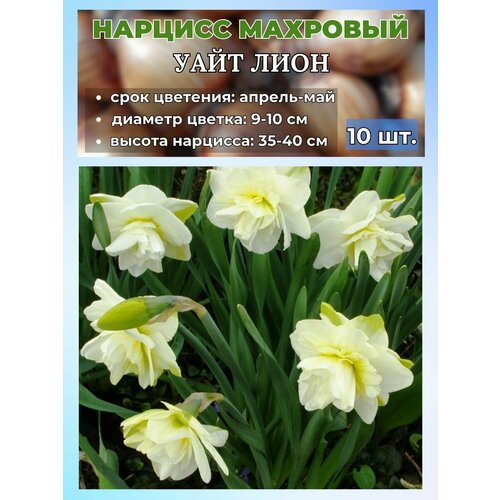 ������ ������ ������� ��������, �������� 10 ���� ����