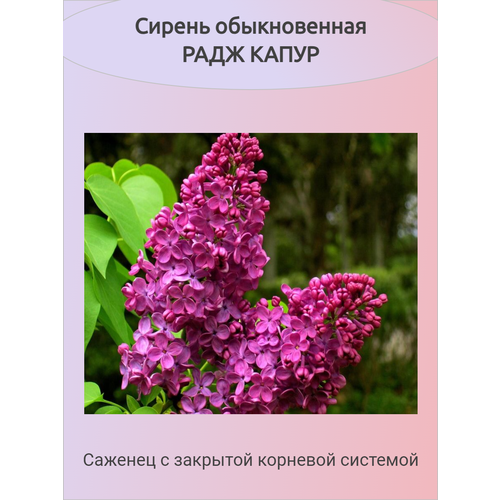 ������ ������ ������ ���� ����� (�������) ����