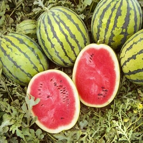 ������ ������ ������ ������ 