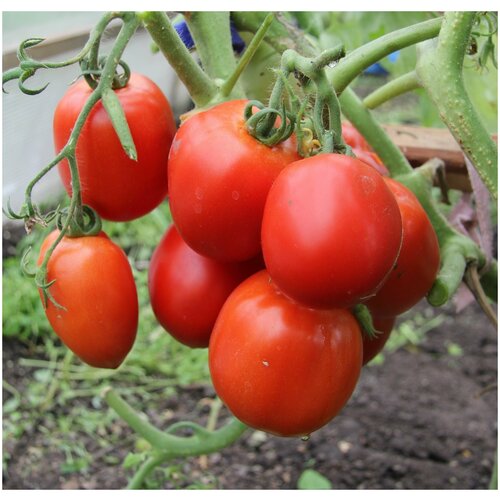 ������ ������ ������ ������ 