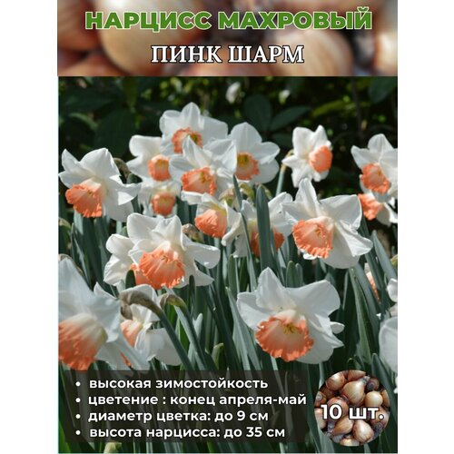 ������ ������ ������� ��������, �������� 10 ���� ����