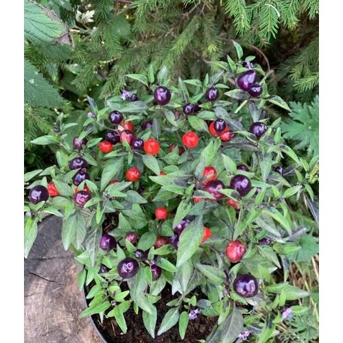 ������ ������ ������ ������ ����� ������ Filius blue 5 ��. ����