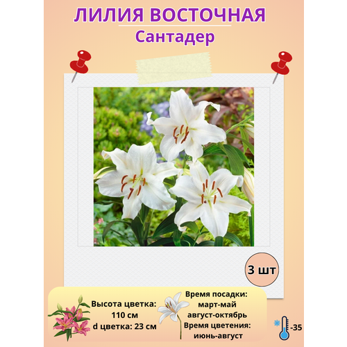 ������ ������ ����� ��������� ��������, ����������� ����� ����