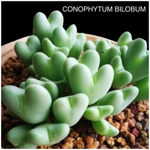 ������ ������ ��������� ������������ ����� ��� ����������� ����