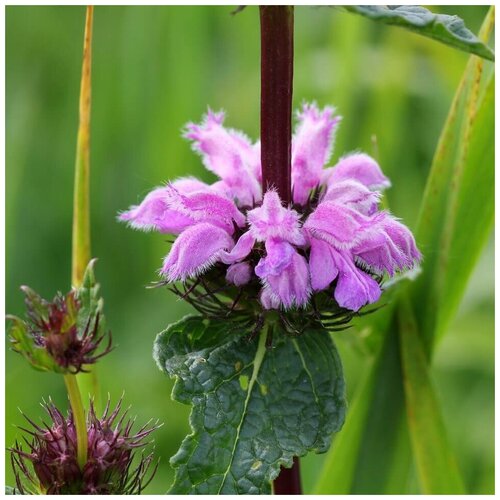 ������ ������ ������ ������ ������ ������������ 30 ��. ����