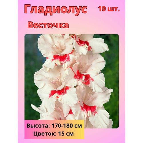 ������ ������ ��������� ��������������� ��������, �������� ���������� ����