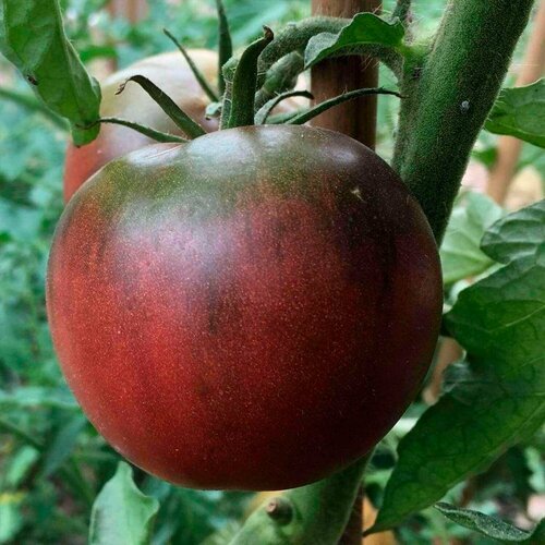 ������ ������ ����� ����� ����� ����� F1 5 �� ��� ��� ����������� - 5 ��. ����