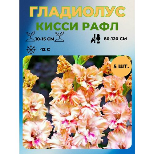 ������ ������ ��������� �������� 5 ��. ����