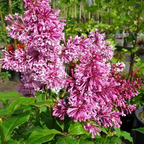 ������ ������ ������ ������� (1 ������� � ������ 15-20 ��). Szkolka roslin A.M (������) ����