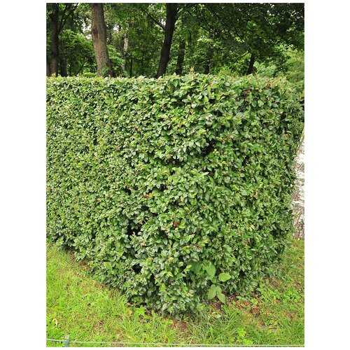 ������ ������ ������ ��������� ��������� (Cotoneaster lucidus), 30 ���� ����