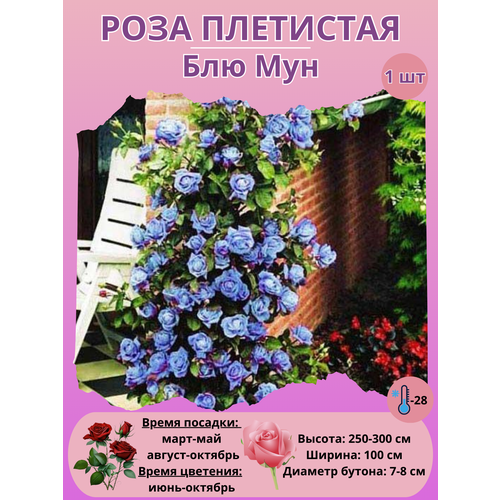 ������ ������ ���� ��������� ��� ���, ����������� ����� ����