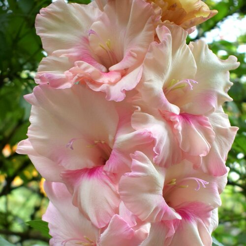 ������ ������ ��������� ����������� ������ (3 �� ������� � ��������) ����