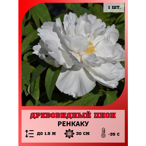 ������ ������ ���� ����������� �������, ������� 1 ����� ����