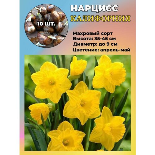 ������ ������ ������� ��������, ����������� ���������� �����, 10 ��. ����