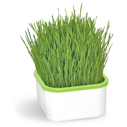 ������ ������ �������� ���� ������������� �������������, 1 ��., ����� ����