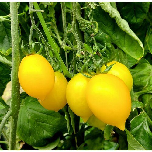 ������ ������ ������ ������ ���� ������� ������ (Piennolo Giallo Del Vesuvio) / Seeds And Goods / � �������� zip-lock ��� ���������� 15 ����� ����