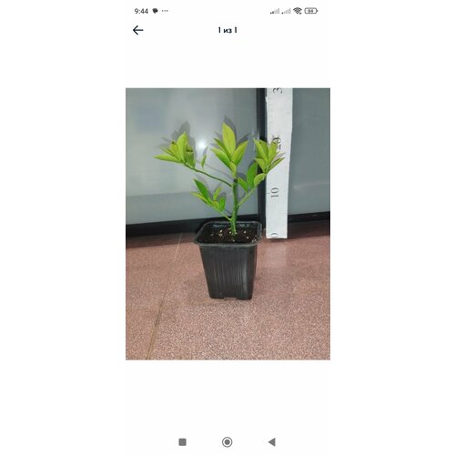 ������ ������ ����� ������ ����