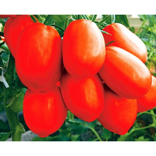 ������ ������ ������ ����� F1 ������� - ������ 15 ���� ����� ���� ������ ����