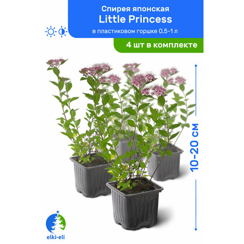     Little Princess ( ) 10-20     0,5-1 , ,   ,   4  