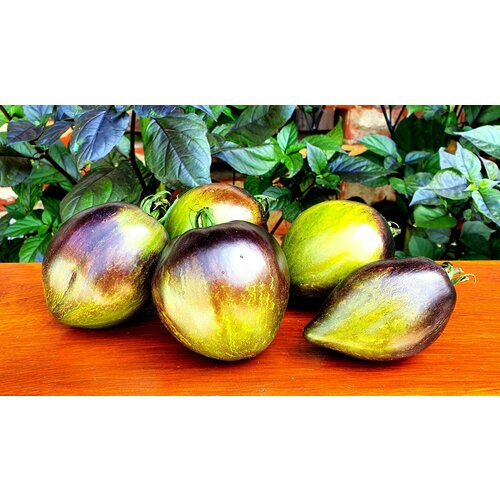 ������ ������ ������ ������ �������� �������� ����������� ��16 (Rebel Starfighter Prime VT16) / Seeds And Goods / � �������� zip-lock ��� ���������� 10 ����� ����