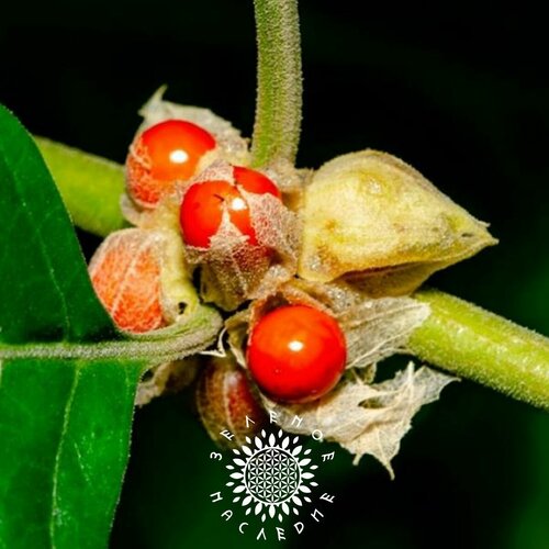 ������ ������ ������ ���������� - ��������� �������� (���. Withania somnifera) 15 �� ����