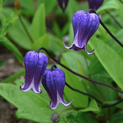 ������ ������ �������� ���� (Szkolka roslin A.M (������)), 1 ������� � ������ 15-20 �� ����