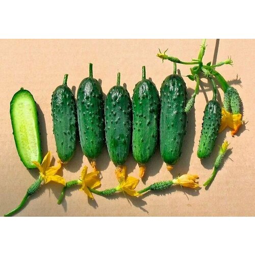 ������ ������ ������������� ������ ������ F1 ��������� ������� ����