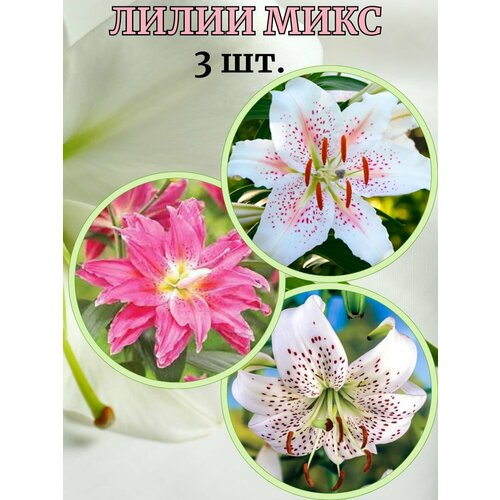 ������ ������ ����� ����, 3 ����� ����