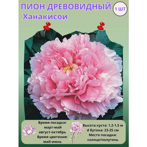 ������ ������ ���� ����������� ���������, ����������� ����� ��� ���� ����