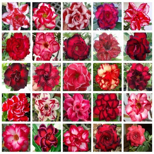 ������ ������ �������� ������� �������� ����� ���� ������, ������ 10 �� ����