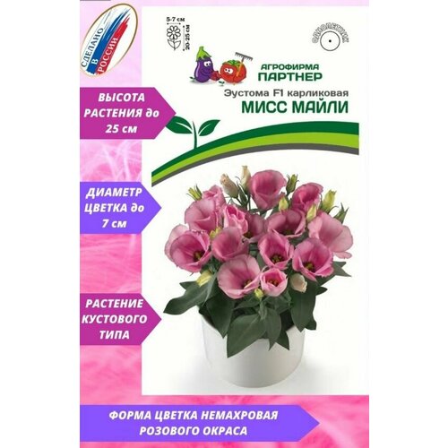 ������ ������ ������� ���������� 