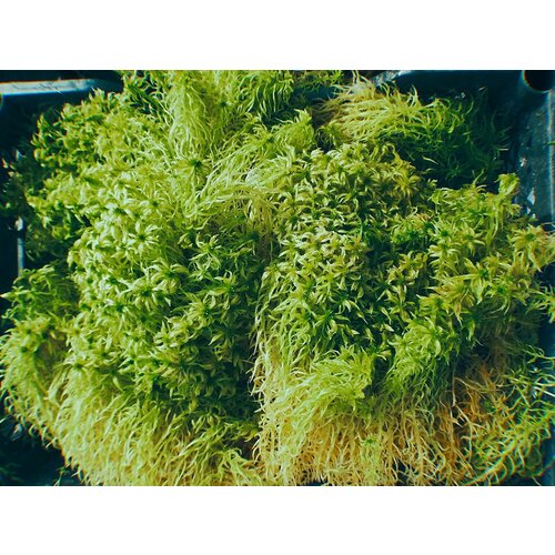 ������ ������ ��� �������, �����, ������ ������, 1��. ����