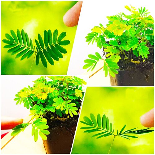 ������ ������ ������ ��������� ��������� ������ ���������, 15 �� ����