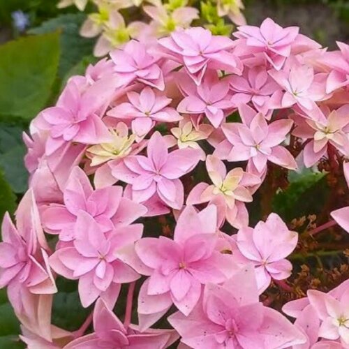 ������ ������ ��������� ������������� ������ (1 ������� � ������ 15-20 ��). Szkolka roslin A.M (������) ����