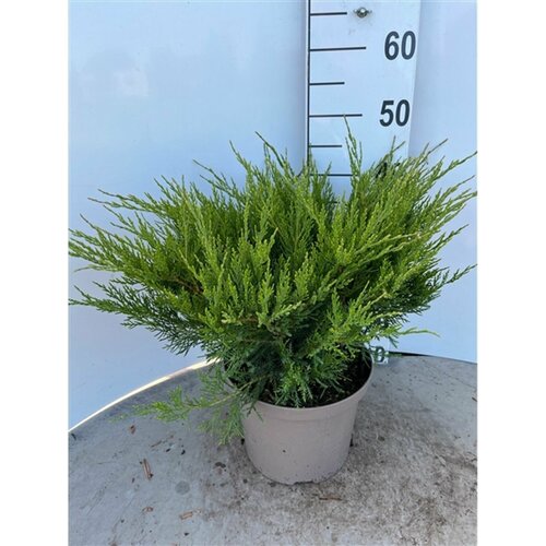 ������ ������ ������������ ��������� 