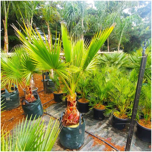 ������ ������ ������ ��������� ����������� ������� ��������, 5 �� ����