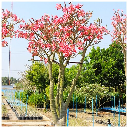 ������ ������ ������ ��������� ������� ����������� ��������, 5 �� ����