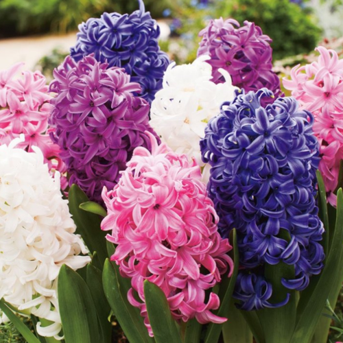 ������ ������ �������� MIX (10 �������) ����