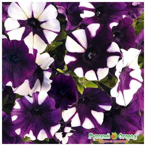 ������ ������ ������. �����. ������� F1 