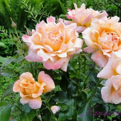 ������ ������ ���� ���������� ���� ������ ����