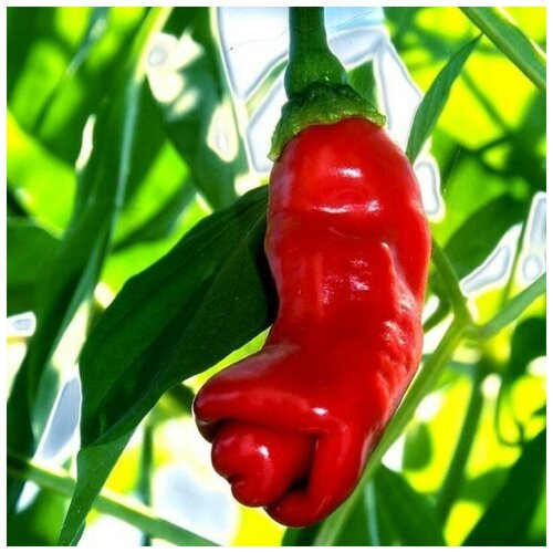 ������ ������ ������ ������ ����� ������ Peter pepper red, ����� ������ ������� 5 ��. ����