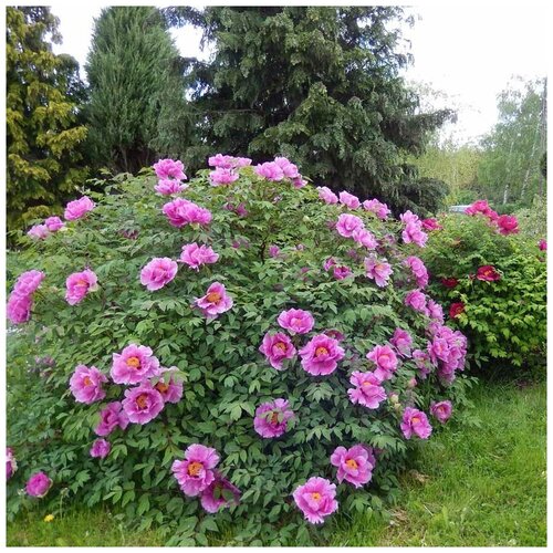 ������ ������ ������ ������ ���� ����������� ���� 5 ��. ����