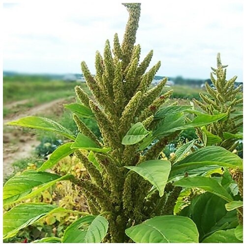 ������ ������ ������ ������ ������� ������ 100 ��. ����