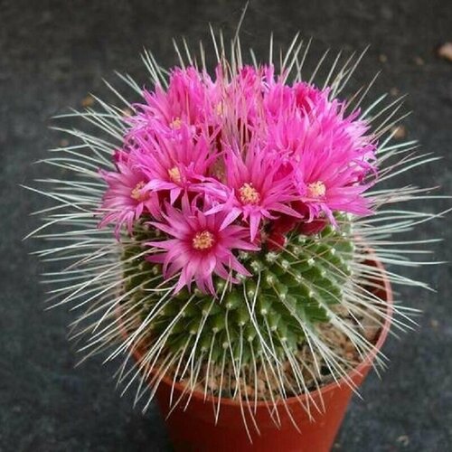 ������ ������ ����������� ���������� 