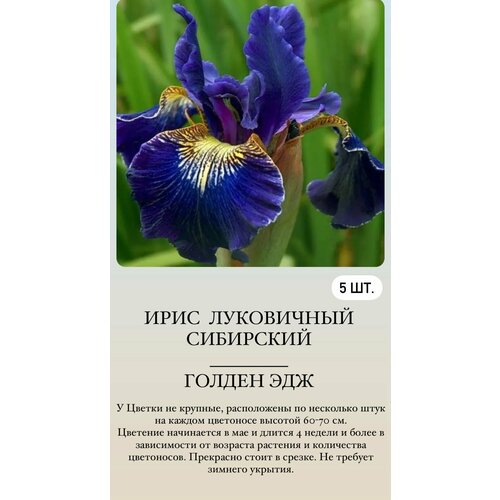 ������ ������ ���� ���������� �������� ����������� �������� ����