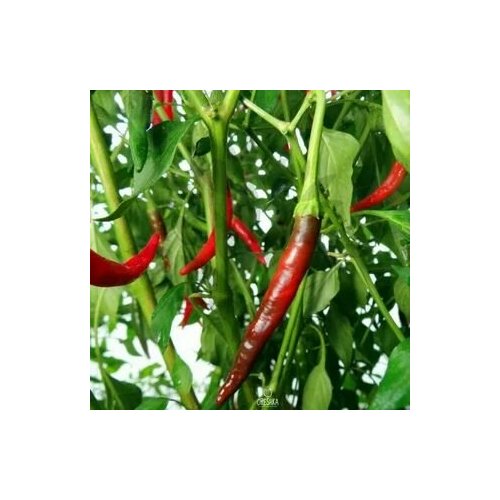 ������ ������ ������ ������ ����� Naga Jolokia Tezpur, 5 ����� + ������� ����